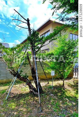 三ツ石神社の伽羅木 三ツ石神社の伽羅木 117128609