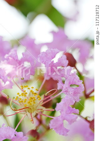 公園に咲くサルスベリの花 117128712
