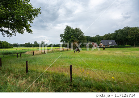 Green meadows and farm houses at the Dutch countryside around Ootmarsum, Overijssel, The Netherlands 117128714