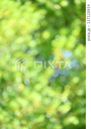 木漏れ日、バックグラウンド素材、グリーン、水玉、玉ボケ、光の粒。 117128914