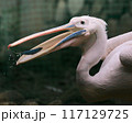 ペリカンの綺麗な顔 117129725