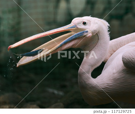 ペリカンの綺麗な顔 117129725