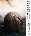 あくびをするカワウソ 117129726