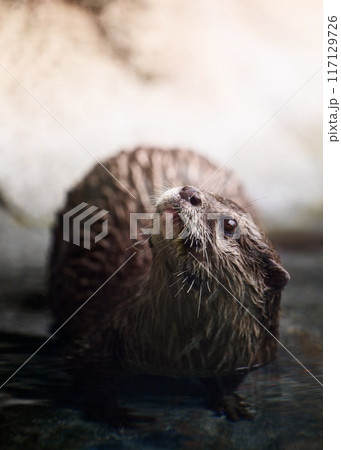 あくびをするカワウソ 117129726
