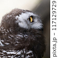 鋭い眼光のフクロウ 117129729