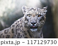 獲物を狙うユキヒョウ 117129730
