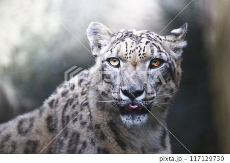 獲物を狙うユキヒョウ 獲物を狙うユキヒョウ 117129730