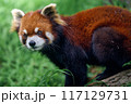可愛いレッサーパンダ 117129731