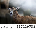 見つめる鹿 117129732