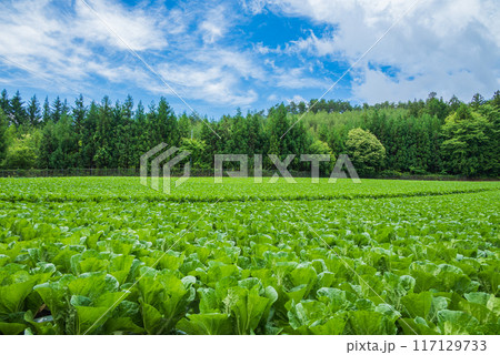 結球前の白菜畑【長野県】 結球前の白菜畑【長野県】 117129733