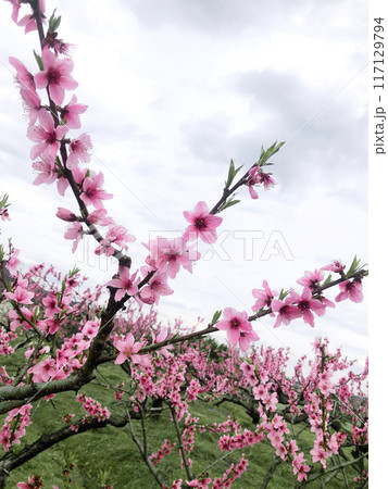 空に向かって咲く桃の花 117129794