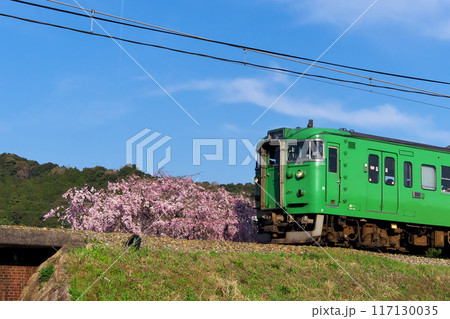 しだれ桜と緑の113系が走る舞鶴線の春景色 しだれ桜と緑の113系が走る舞鶴線の春景色 117130035