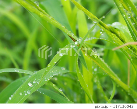 雷雨後 露に濡れる葉 雷雨後 露に濡れる葉 117130042