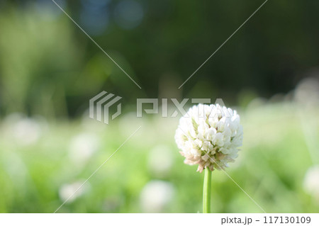 シロツメクサ シロツメクサ 117130109