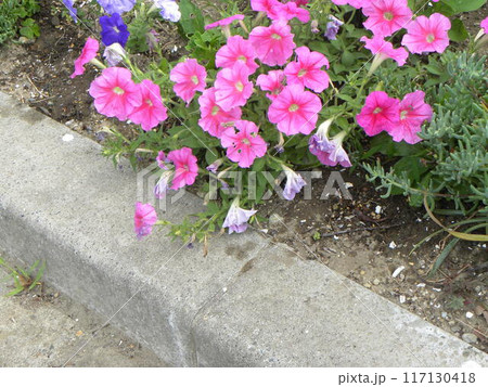 桃色のぺチニアの花 117130418