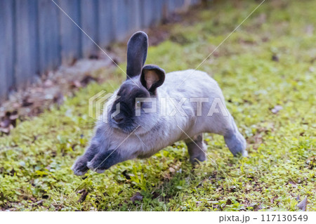 A Lop Rabbit Outside in Long Grass 117130549