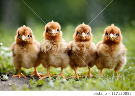 Portrait of small baby chickens on a green grass meadow, bright sunny day, on a ranch in the village, rural surroundings on the background of spring nature 117130883