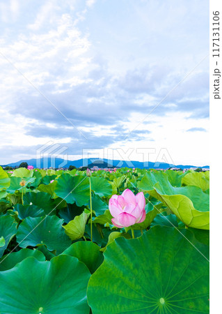 最盛期を少し過ぎた藤原京跡の蓮畑と奥にそびえる大和三山の畝傍山 117131106