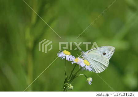 ハルジオンにとまるモンシロチョウ ハルジオンにとまるモンシロチョウ 117131125