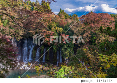 【静岡県】紅葉期の白糸の滝と富士山 117131171