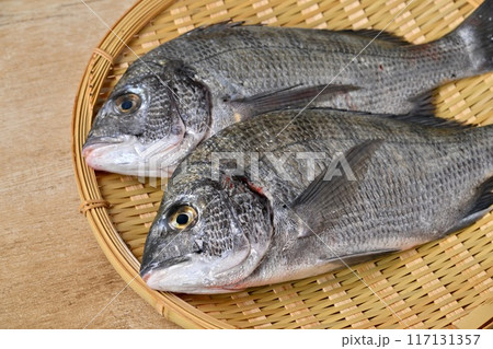 静岡県浜名湖産の黒鯛、クロダイ、黒だい、海水魚、魚介類、2匹。 117131357