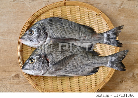 静岡県浜名湖産の黒鯛、クロダイ、黒だい、海水魚、魚介類、2匹。 117131360