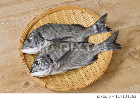 静岡県浜名湖産の黒鯛、クロダイ、黒だい、海水魚、魚介類、2匹。 117131362