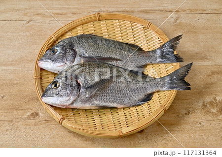 静岡県浜名湖産の黒鯛、クロダイ、黒だい、海水魚、魚介類、2匹。 117131364