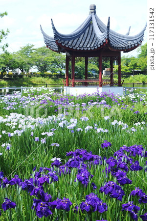 水月公園の花しょうぶ 水月公園の花しょうぶ 117131542
