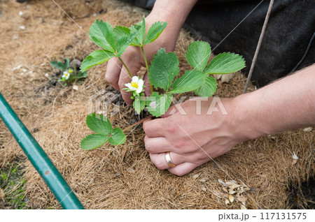 Person Planting Strawberry Seedlings in Organic Garden 117131575
