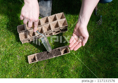 Preparing Seedlings for Garden Planting 117131576