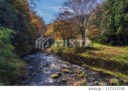 【静岡県】紅葉期の白糸の滝・芝川の流れ 【静岡県】紅葉期の白糸の滝・芝川の流れ 117131588