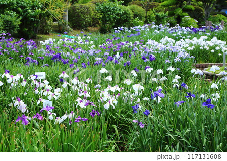 水月公園の花しょうぶ 水月公園の花しょうぶ 117131608