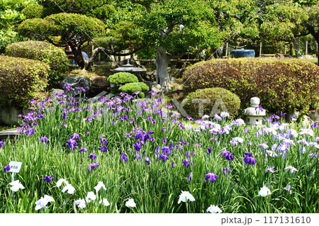 水月公園の花しょうぶ 水月公園の花しょうぶ 117131610
