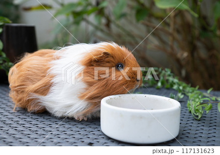 Guinea Pig Eating from a White Bowl 117131623