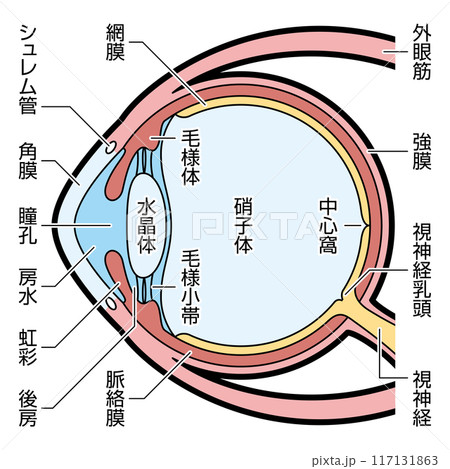 眼球　断面　図解　説明有 117131863