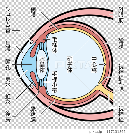眼球 断面 図解 説明有のイラスト素材 [117131863] - PIXTA