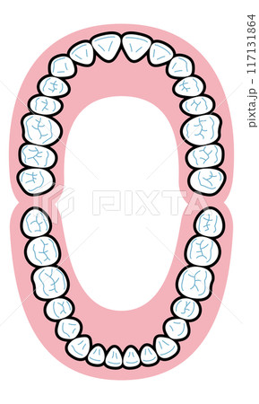 永久歯　図解 117131864