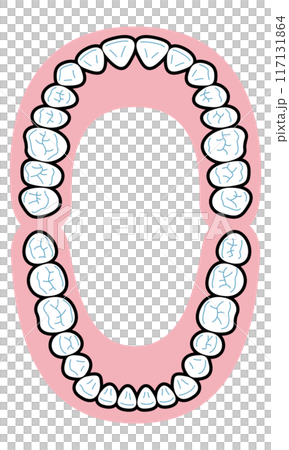 永久歯　図解 117131864