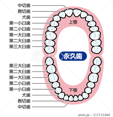 永久歯　図解　説明有 117131866
