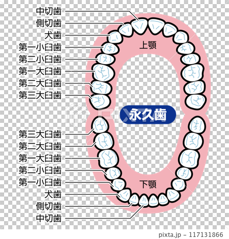 永久歯　図解　説明有 117131866