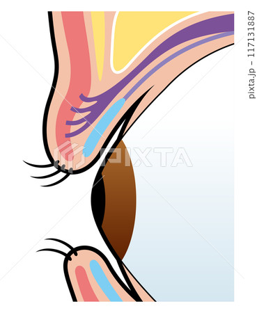 まぶた　瞼　図解 117131887