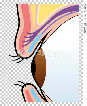 まぶた　瞼　図解 117131887