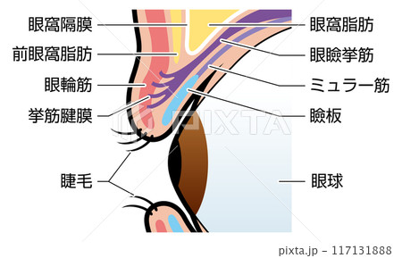 まぶた 瞼 図解 説明有のイラスト素材 [117131888] - PIXTA