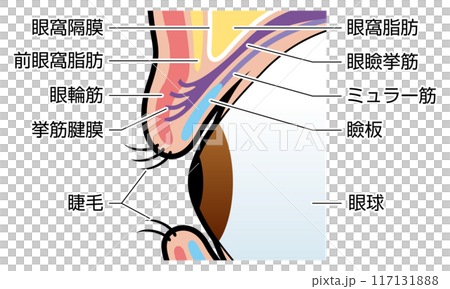 Eyelids, eyelids, illustration, explanation Eyelids, eyelids, illustration, explanation 117131888