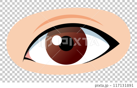 目　イラスト 117131891