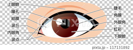 Eyes Illustration Explanation available 117131892