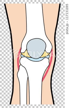 Knee Knee Illustration Knee Knee Illustration 117131895