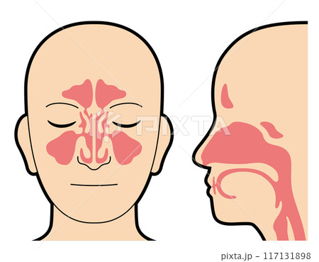 鼻腔　副鼻腔　図解 117131898