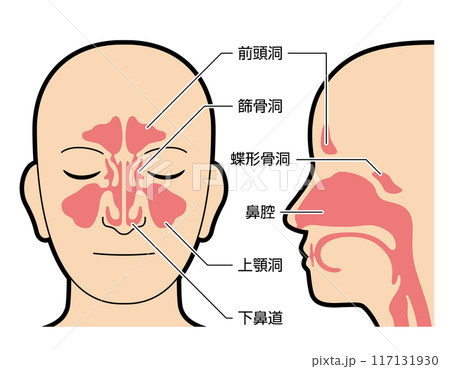 鼻腔 副鼻腔 図解 説明有 鼻腔 副鼻腔 図解 説明有 117131930